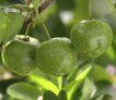 植物大咖秀：针叶樱桃