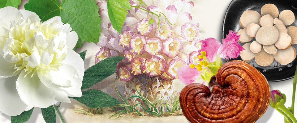 herbalHealth_banner herbalHealth_banner